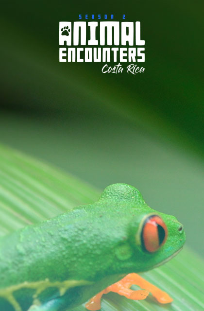 Animal Encounters
